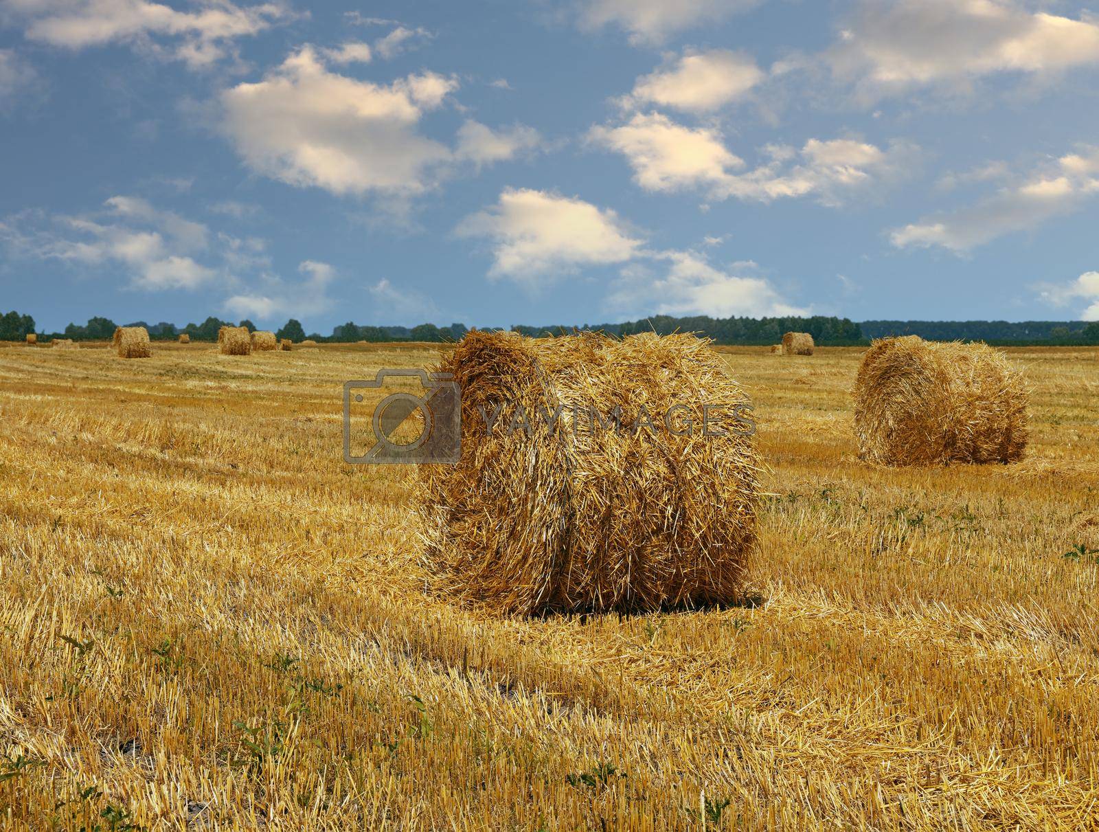 Royalty free image of Bales of straw in stubble field after harvesting by BreakingTheWalls
