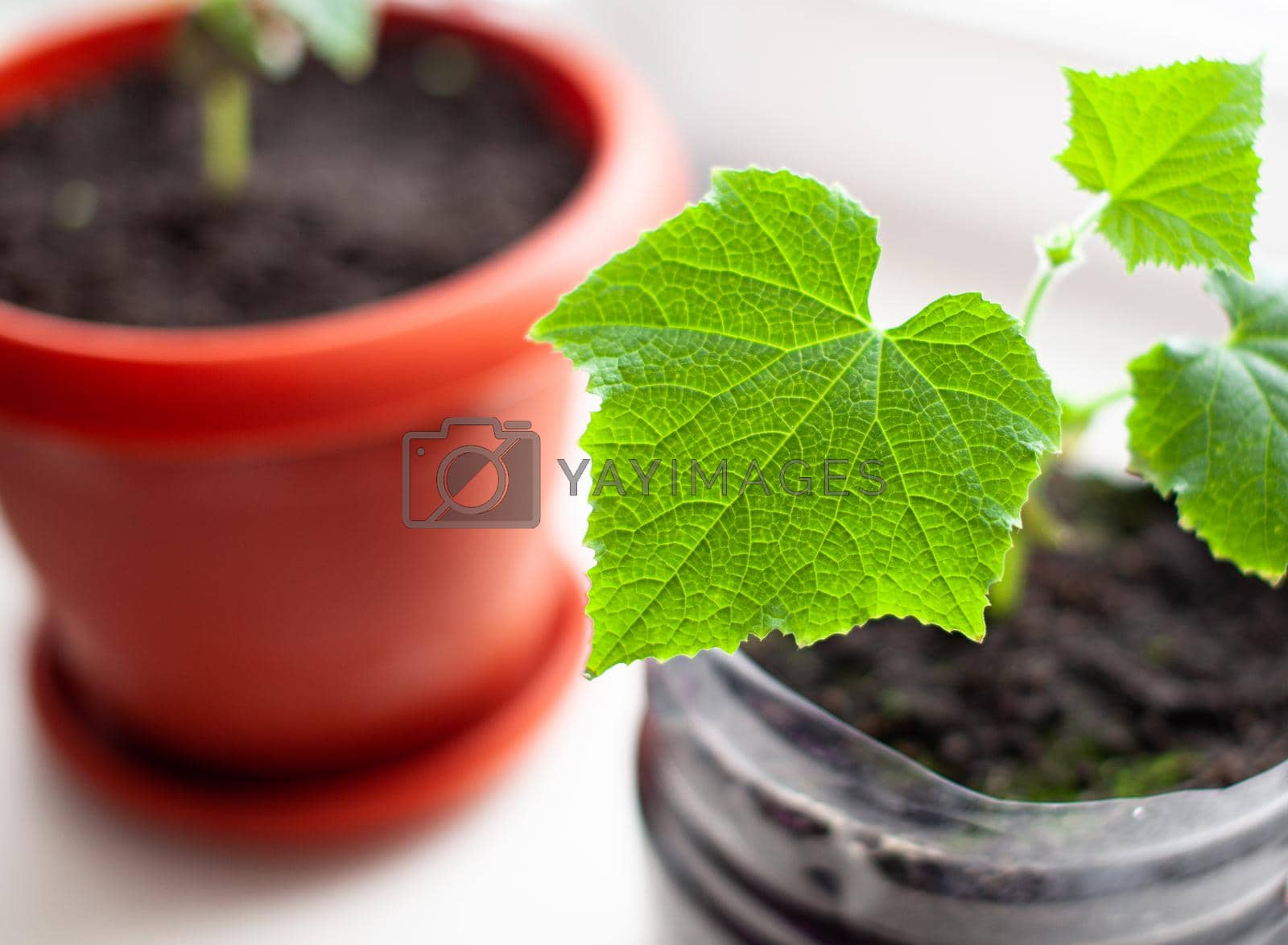 Royalty free image of Seedlings of cucumbers in pots near the window, a green leaf close-up by AnatoliiFoto