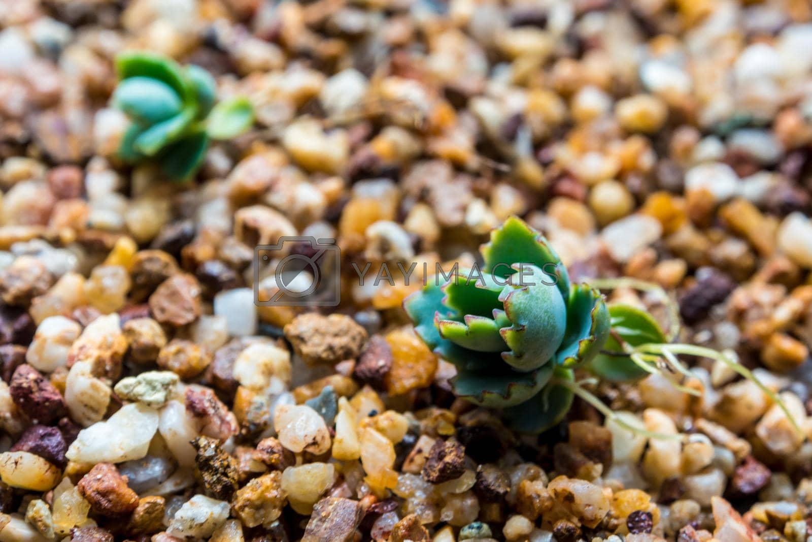 Royalty free image of Small buds of kalanchoe fall and sprout up on the gravel by Satakorn
