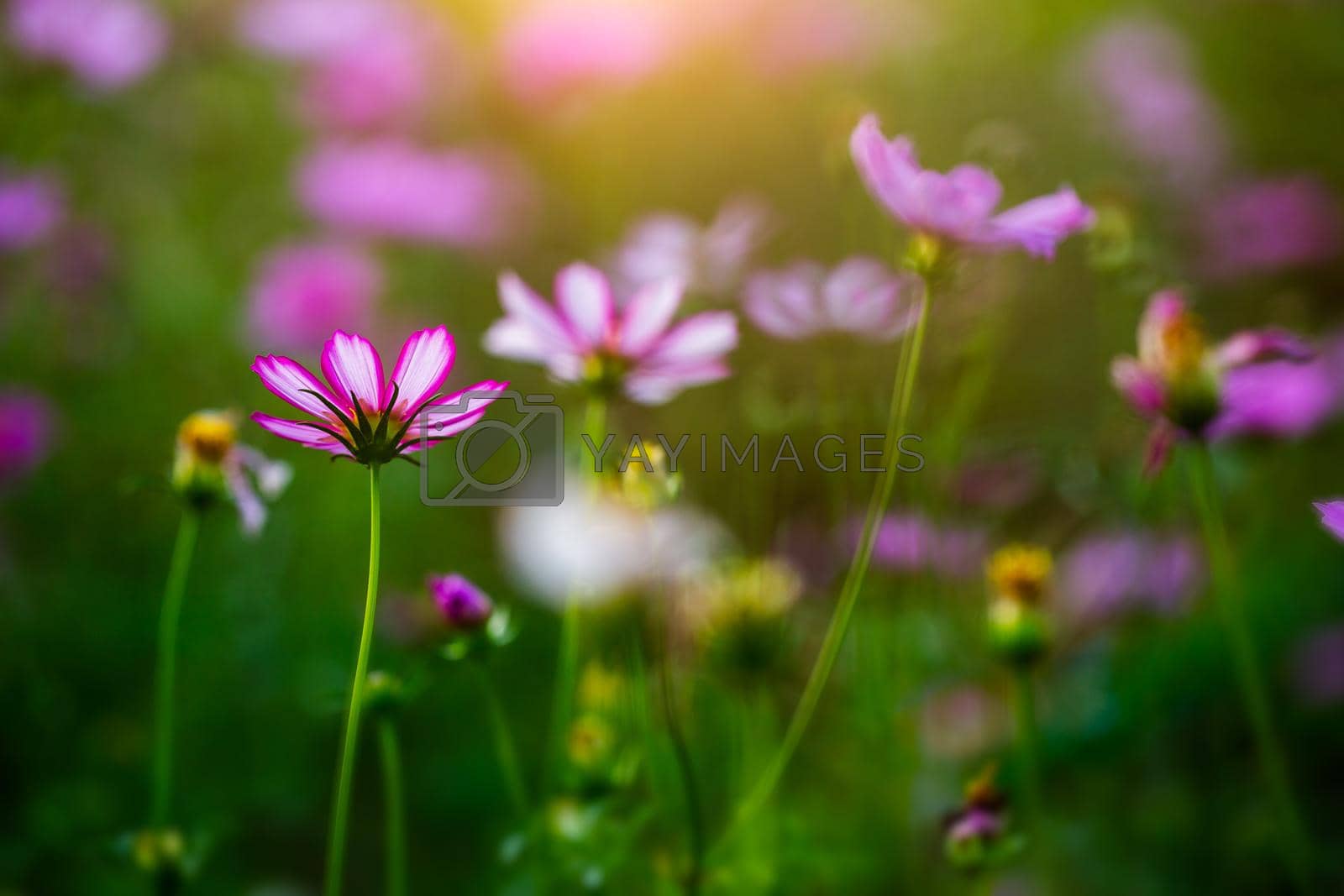 Royalty free image of Cosmos flowers beautiful by Wasant