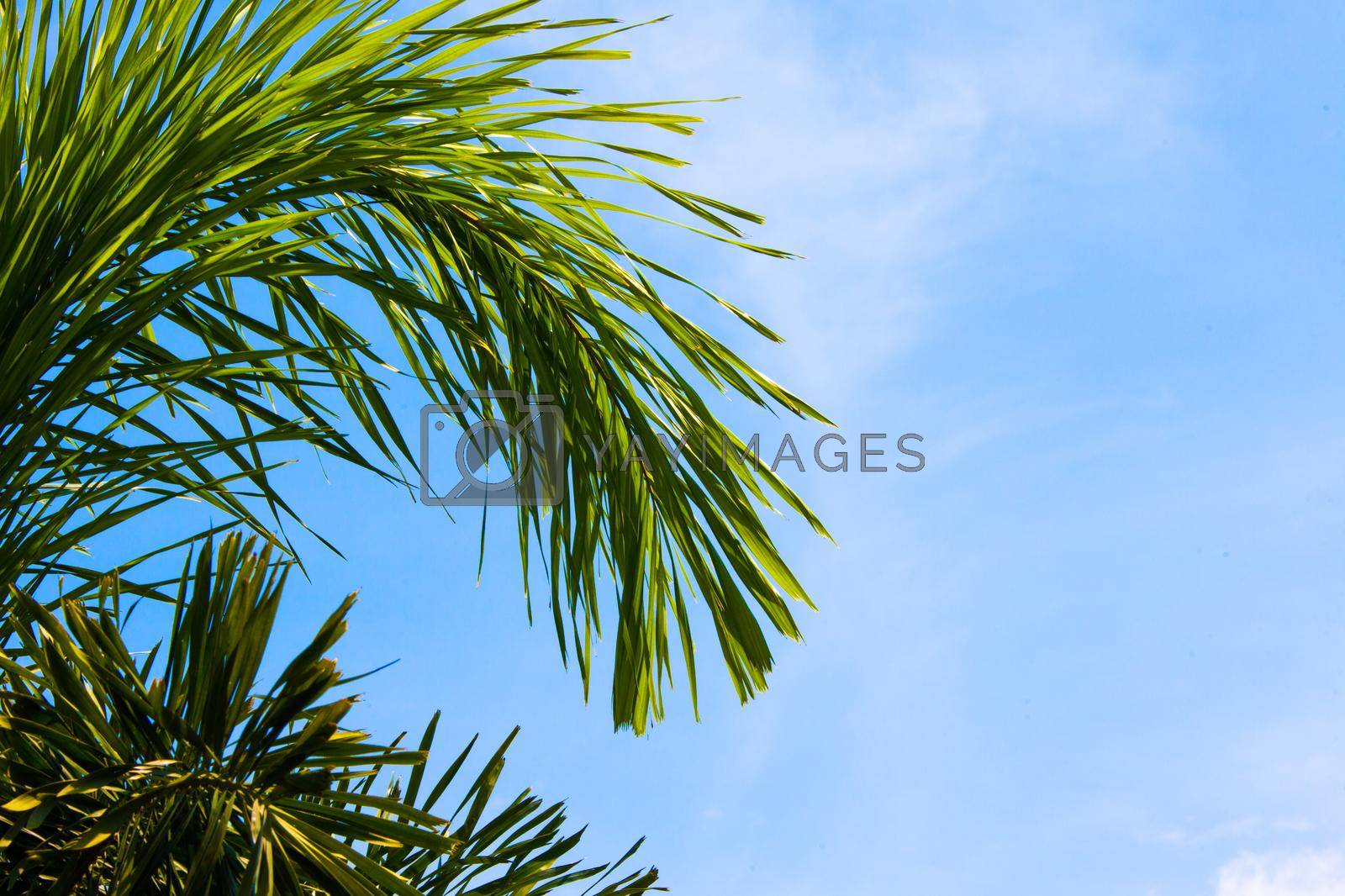 Royalty free image of Palm trees in the blue sky by Yellowj