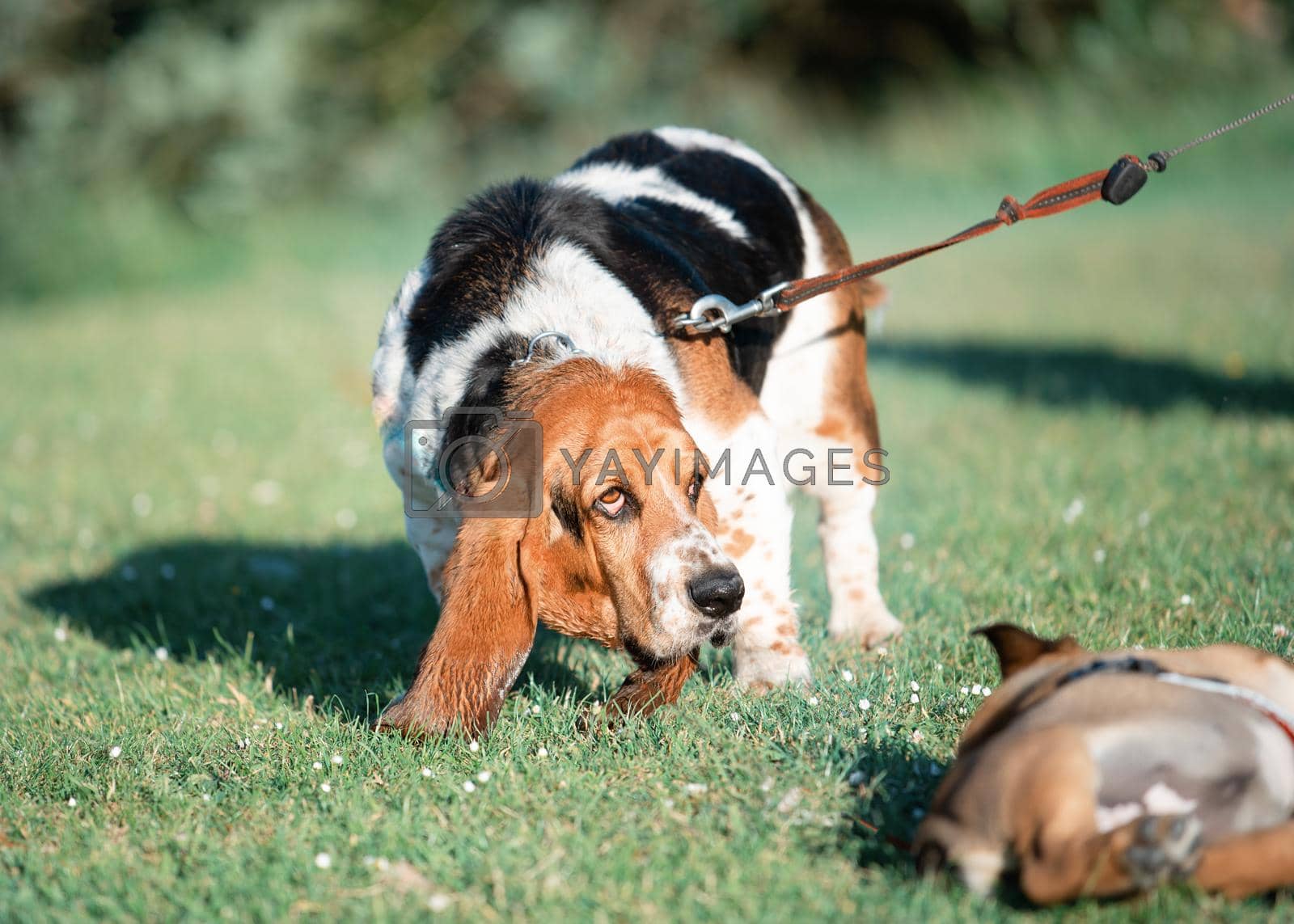 Royalty free image of basset hound walking in the park in summer day by Iryna_Melnyk