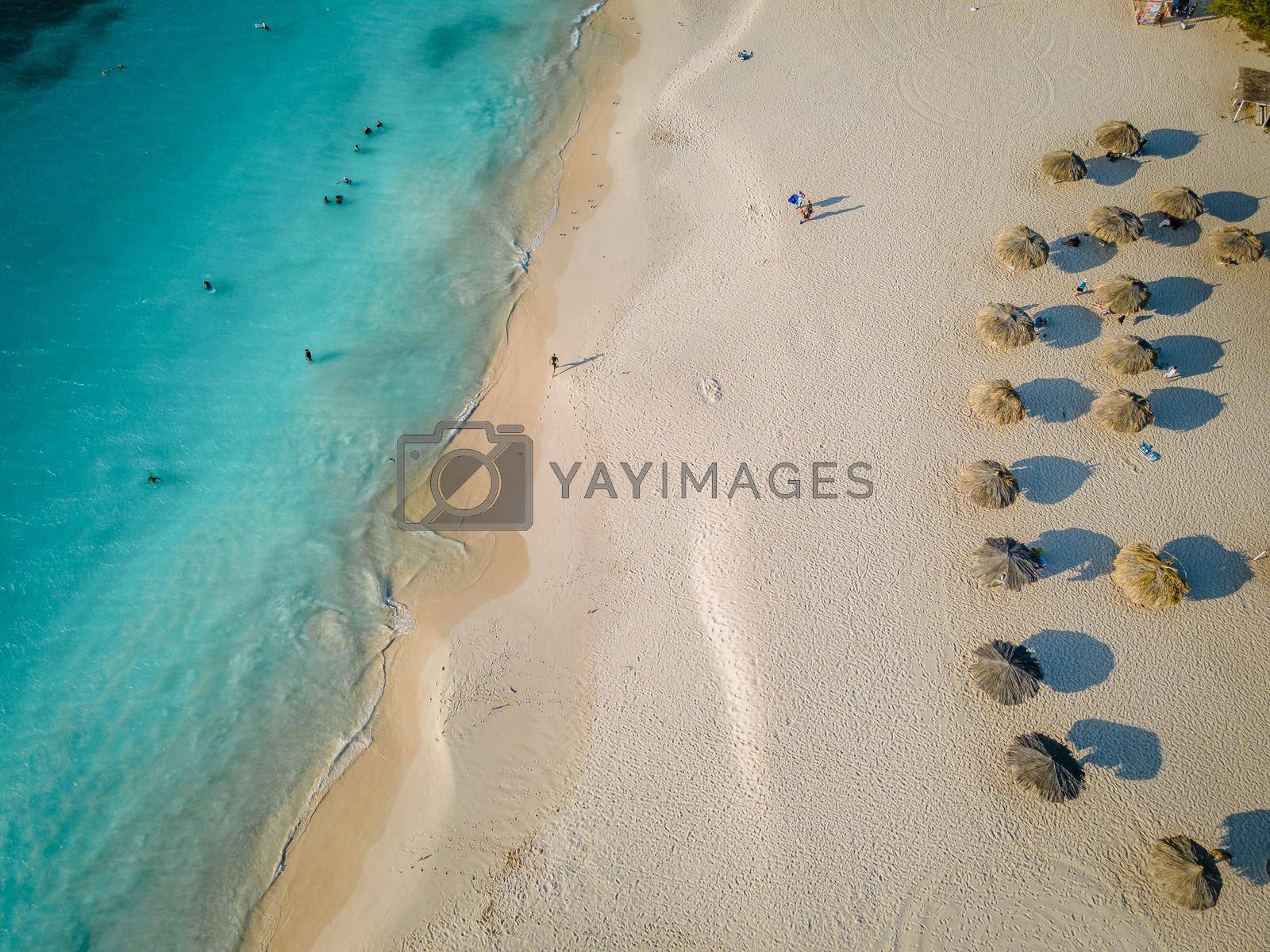 Royalty free image of Palm Trees on the shoreline of Eagle Beach in Aruba by fokkebok