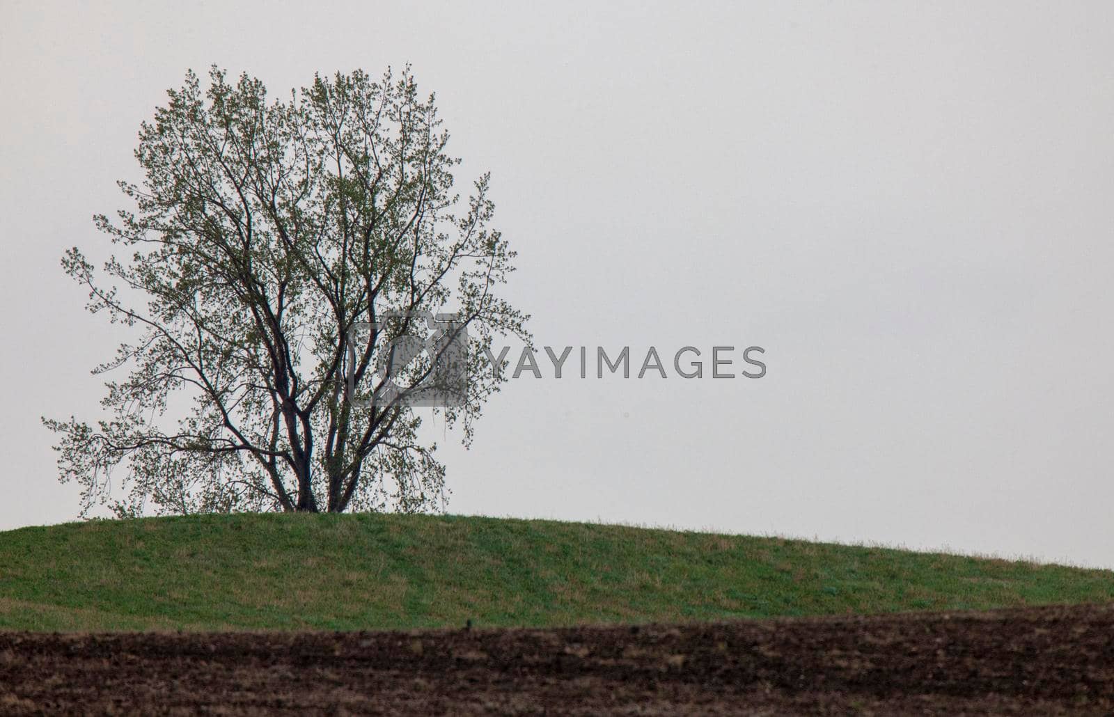 Royalty free image of Lone Tree Saskatchewan by pictureguy