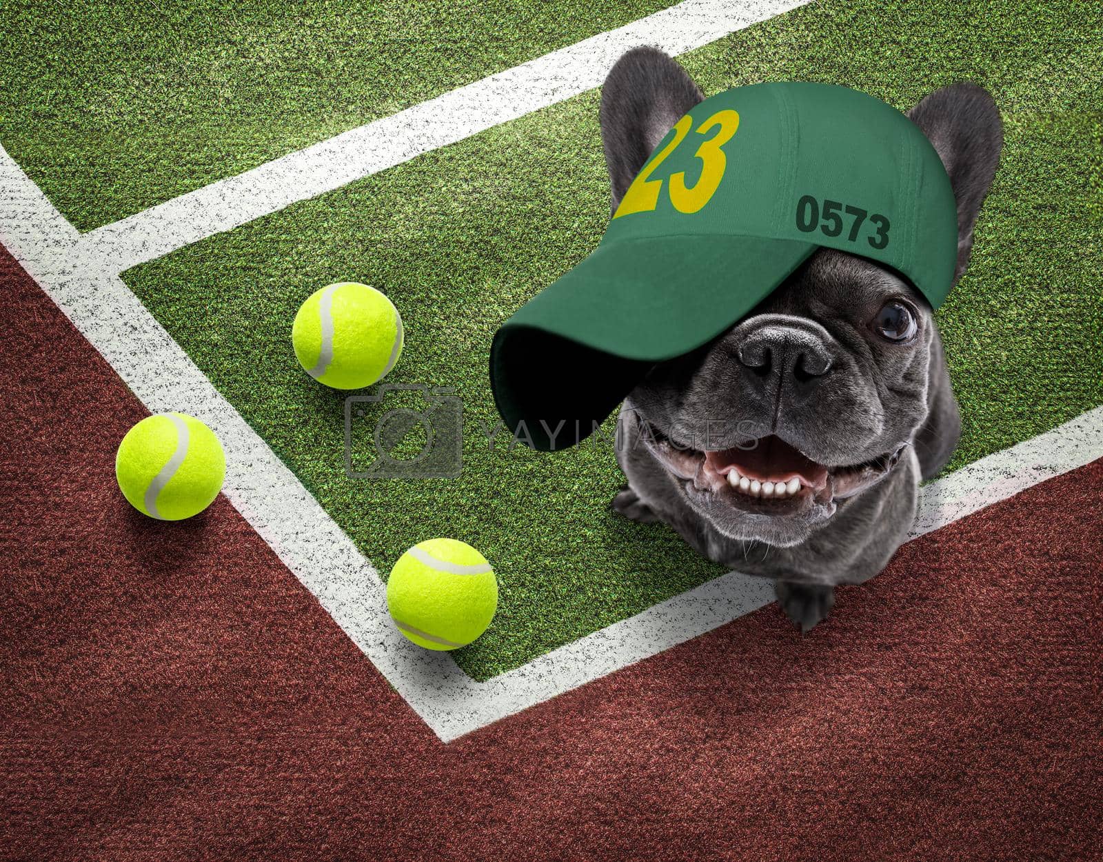 Royalty free image of tennis player dog  by Brosch