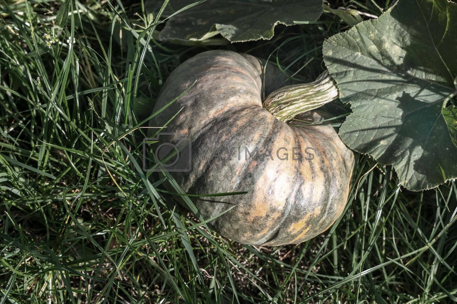 Royalty free image of Pumpkin grows in the garden among green leaves. by georgina198