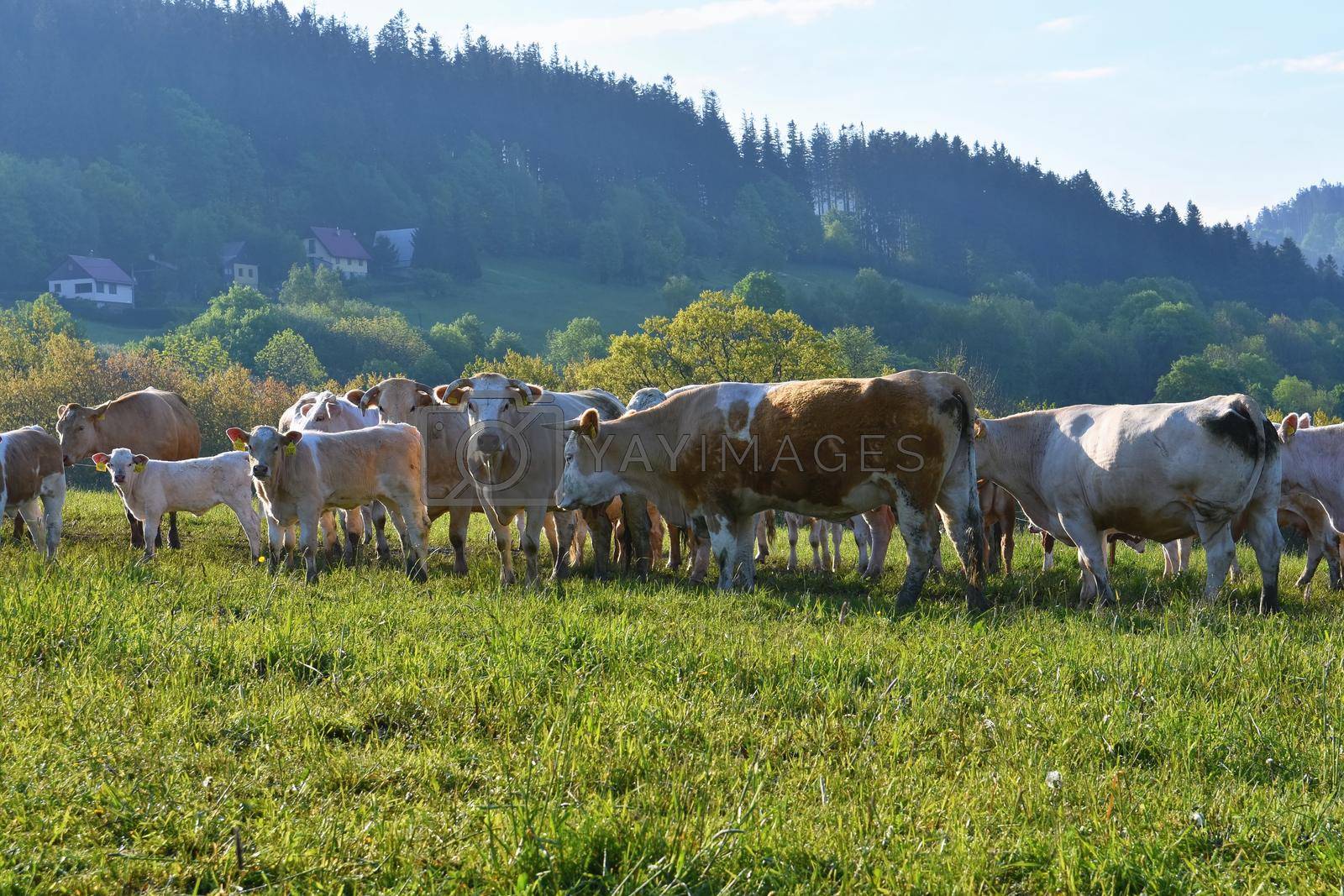 Royalty free image of Beautiful landscape with grazing calves in the mountains in summer. Czech Republic - the White Carpathians - Europe. by Montypeter