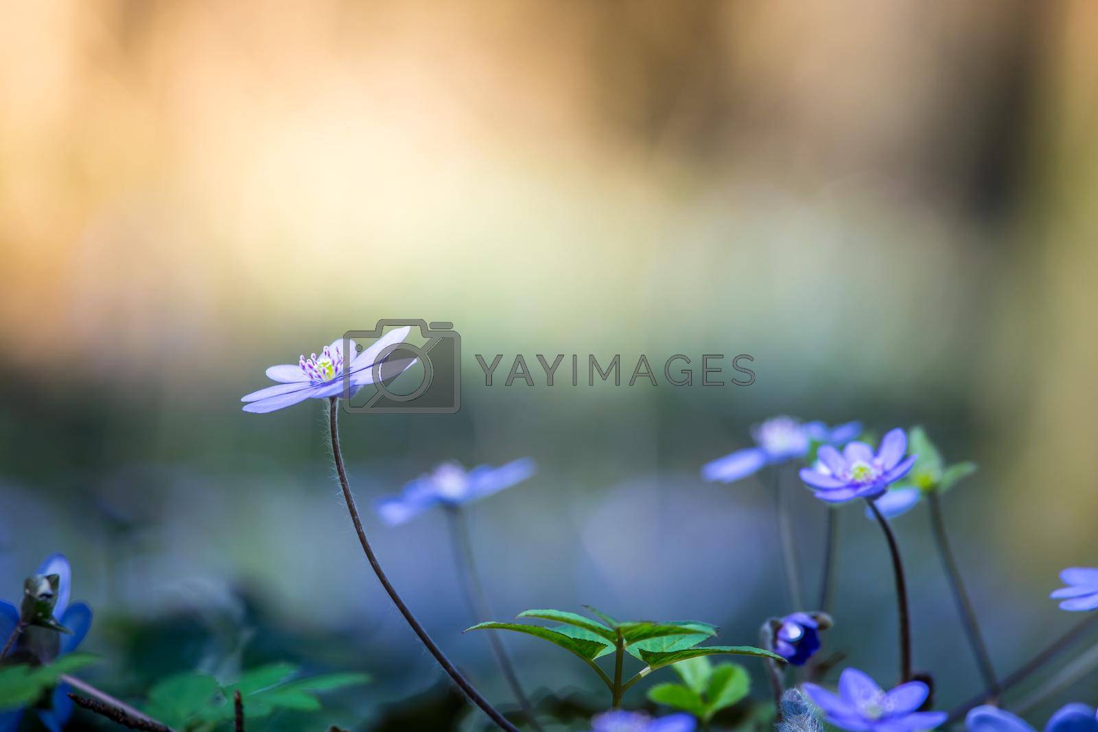 Royalty free image of Magic spring atmosphere: Close up of violet spring flowers, liverleaf or hepatica by Daxenbichler
