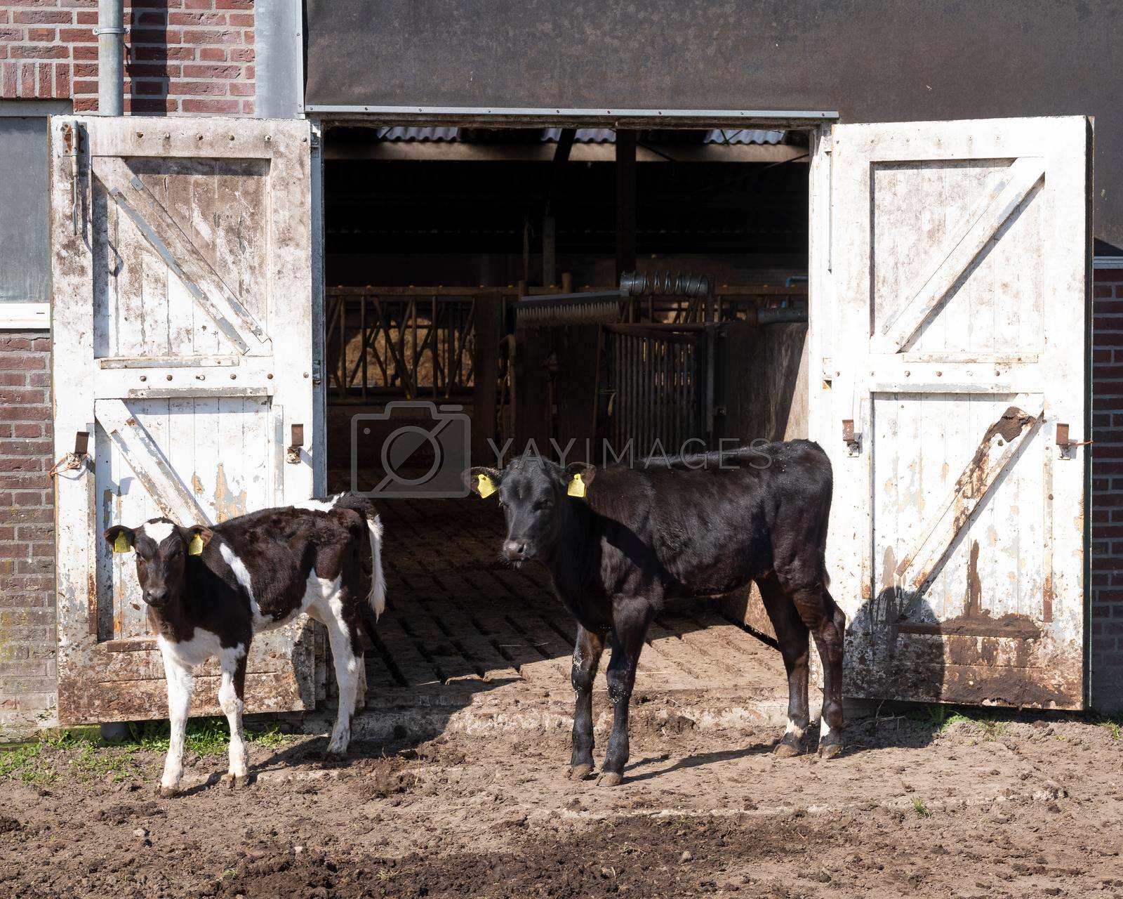 Royalty free image of black and white spotted calves outside barn doors of old farm in the netherlands by ahavelaar