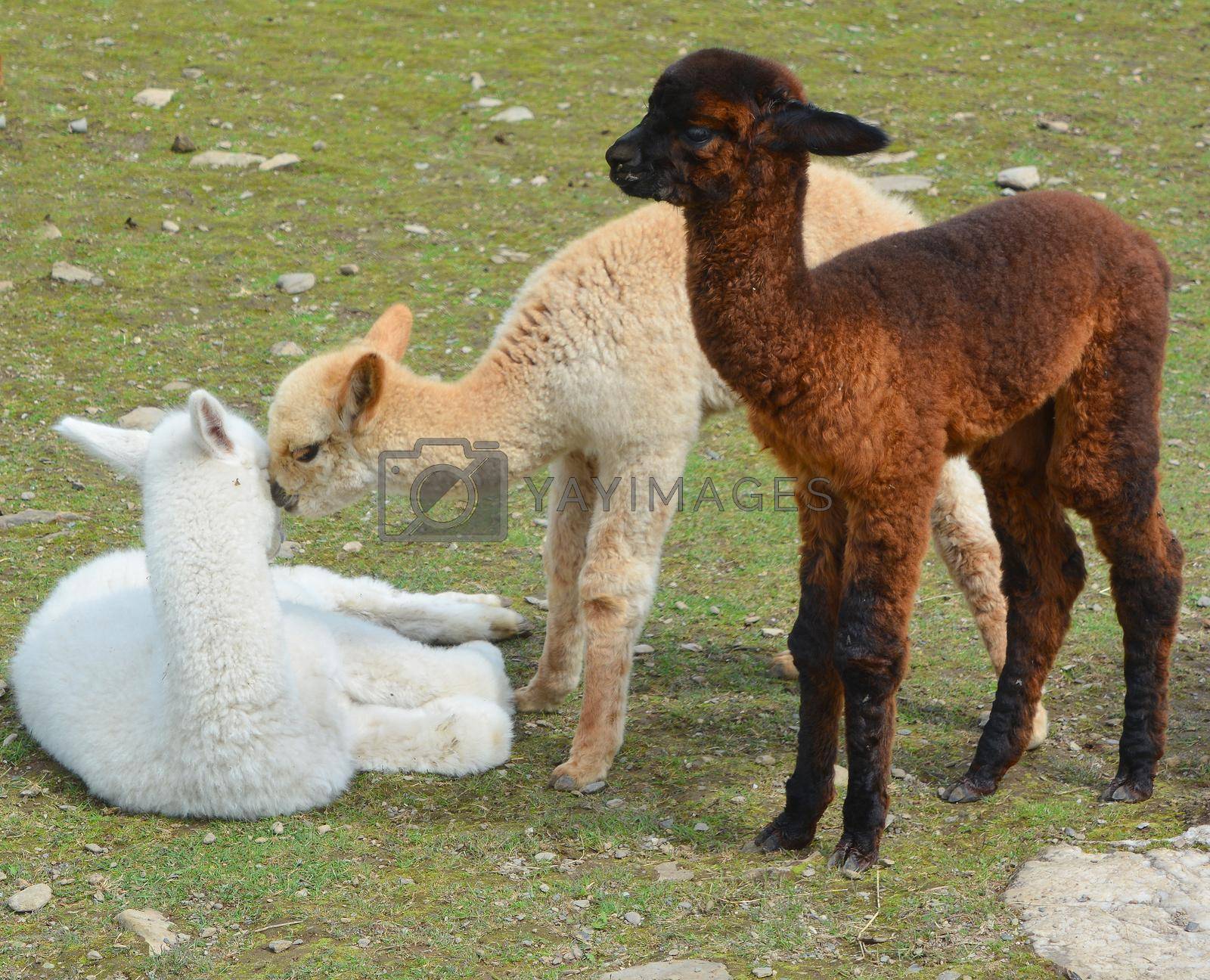 Royalty free image of Alpaca is a domesticated species of South American camelid. by meunierd
