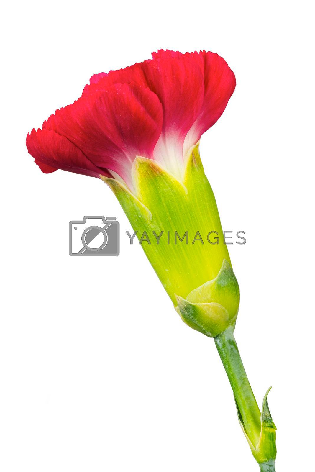 Royalty free image of  One carnation flower by Pavlasek