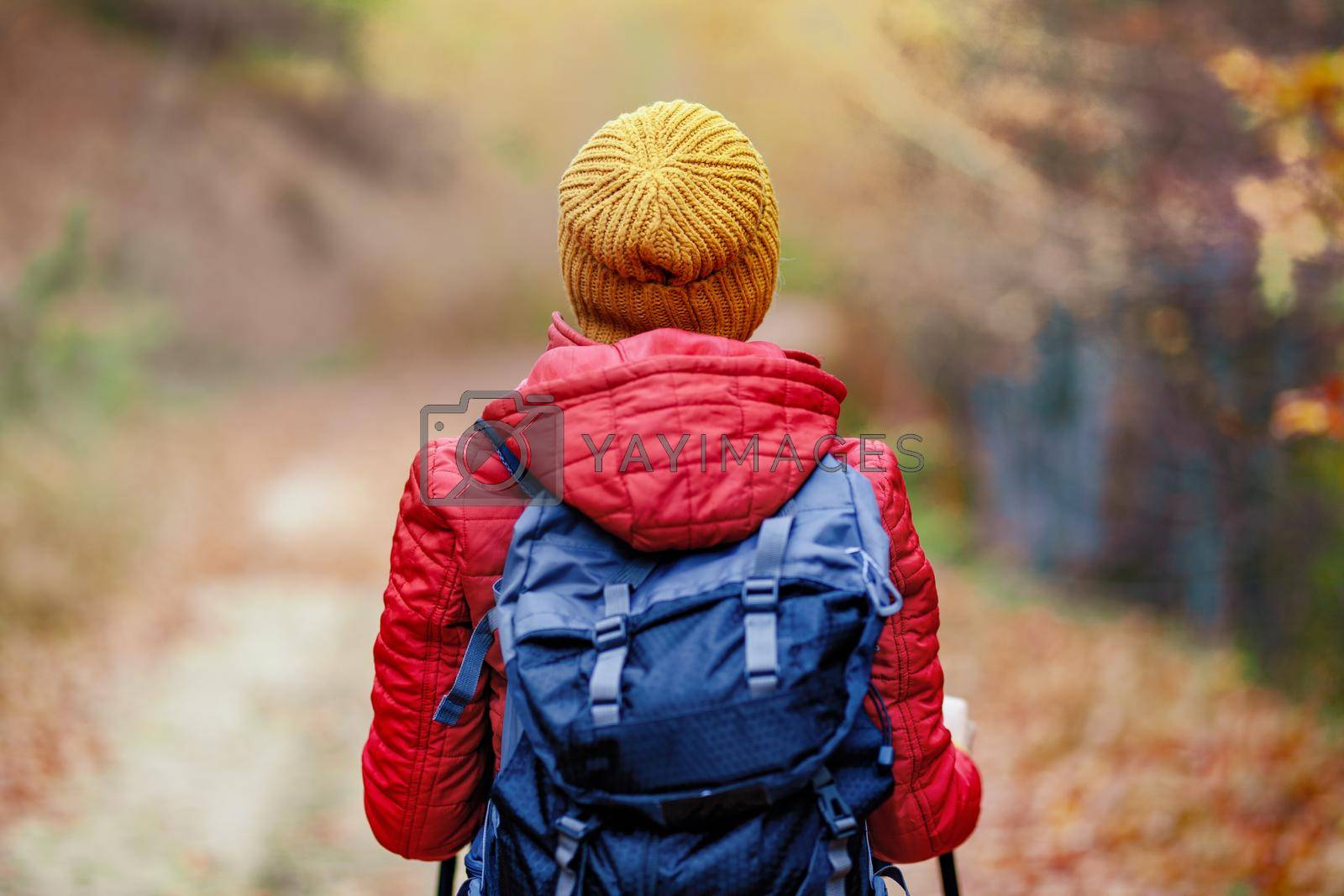 Hiking girl with poles and backpack on a trail. Backview. Travel and healthy lifestyle outdoors in fall season.