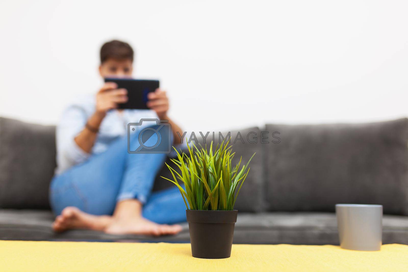 Royalty free image of green plant in a pot on a table in living room by kokimk