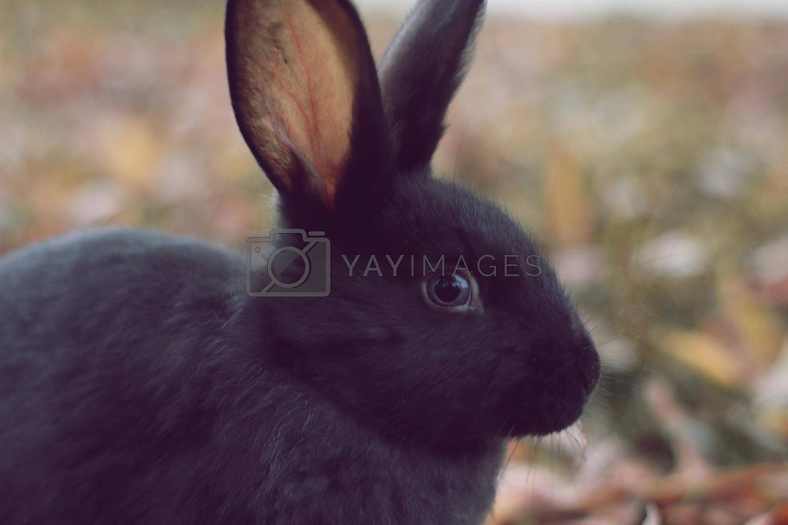 Royalty free image of Black rabbit on yellow and green leafs  by oliavesna