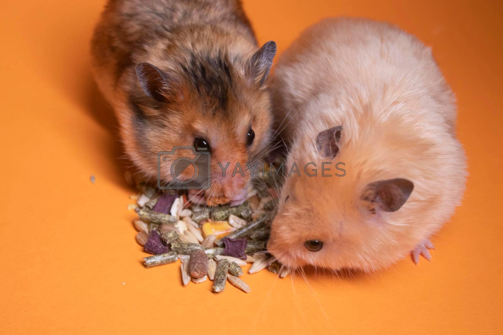 two, brown and beige, hamsters mouses eating food for rodents isolated on orange background. pest, pets