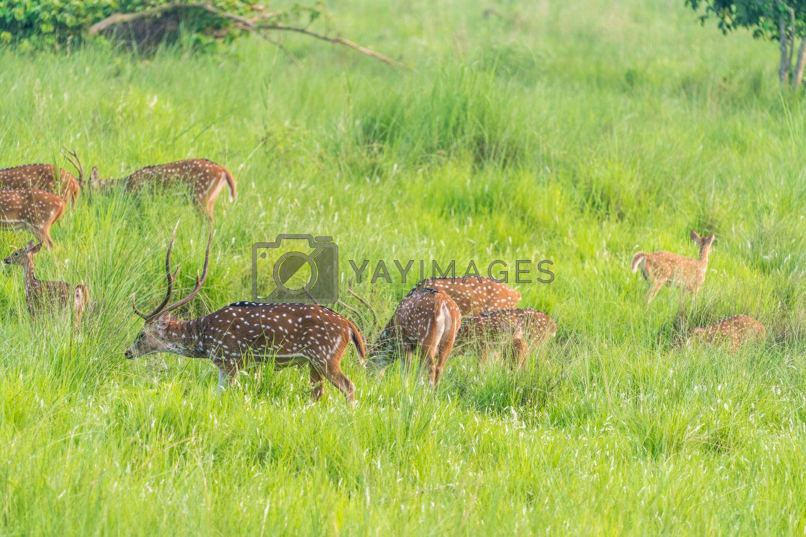 Royalty free image of Sika or spotted deers herd in the elephant grass by Arsgera