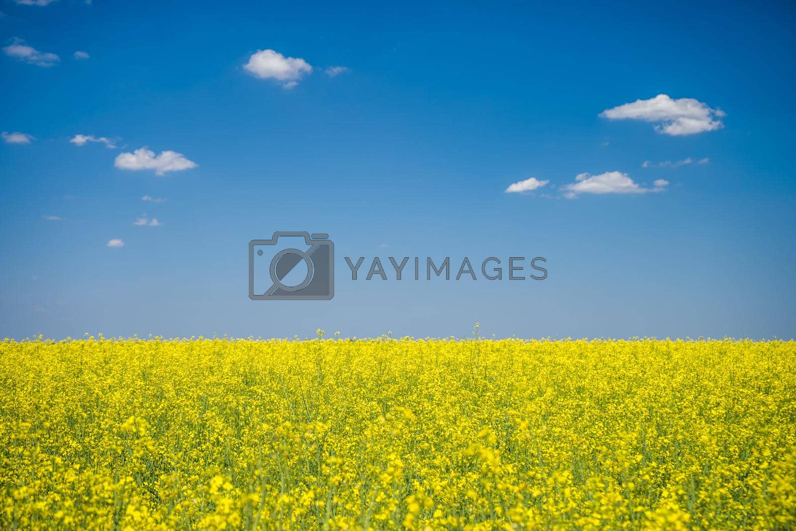 Royalty free image of Rapeseed by djoronimo