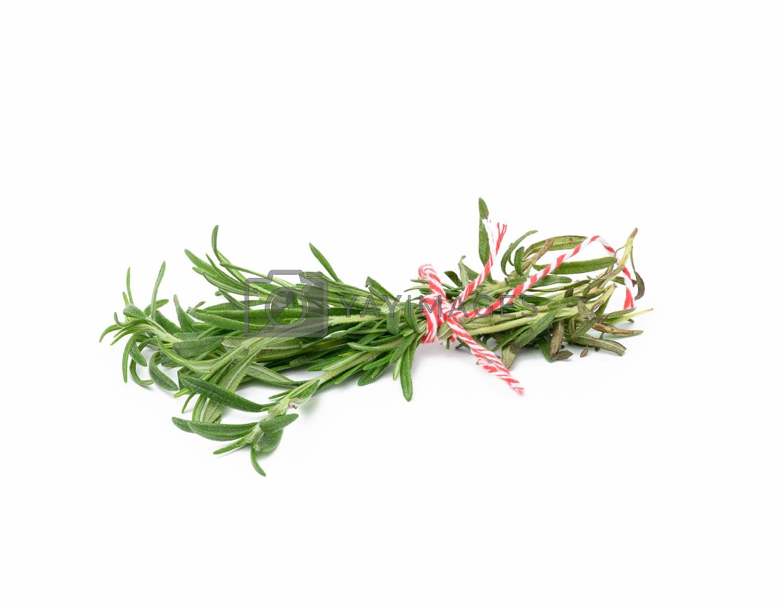 Royalty free image of fresh sprig of rosemary with green leaves on white background by ndanko
