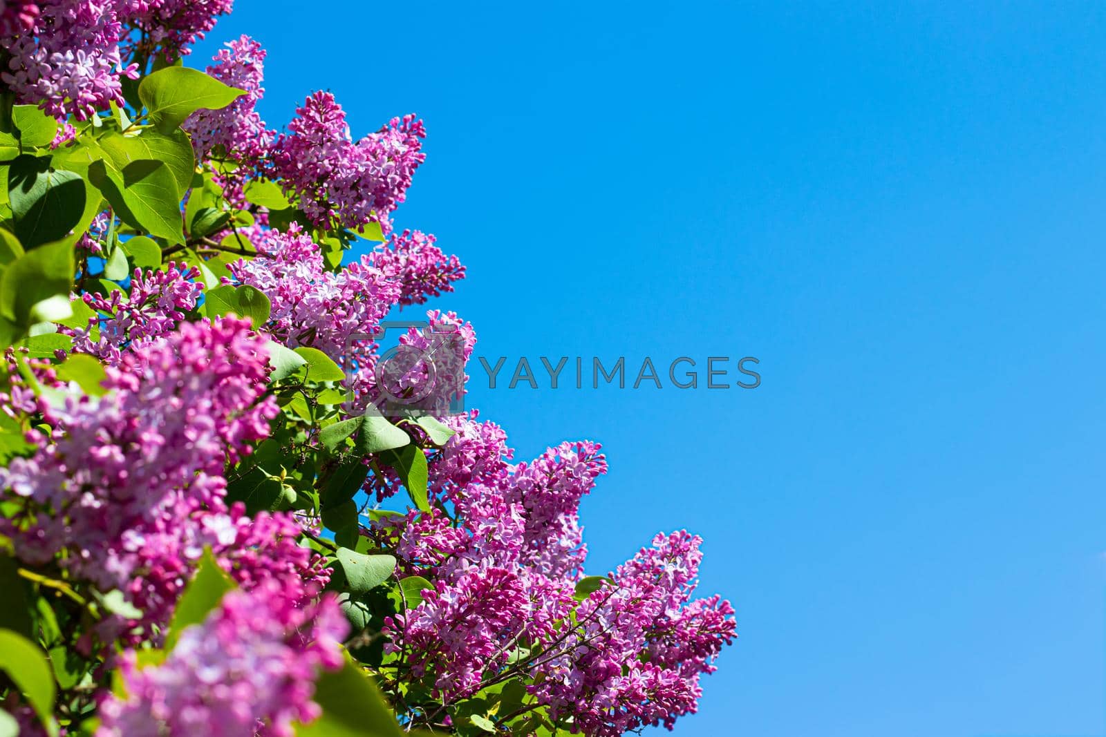 Royalty free image of Lilac branches on a background of blue sky. Flowering bush. Blue sky. pink lilac. Summer. Copy spase by alenka2194