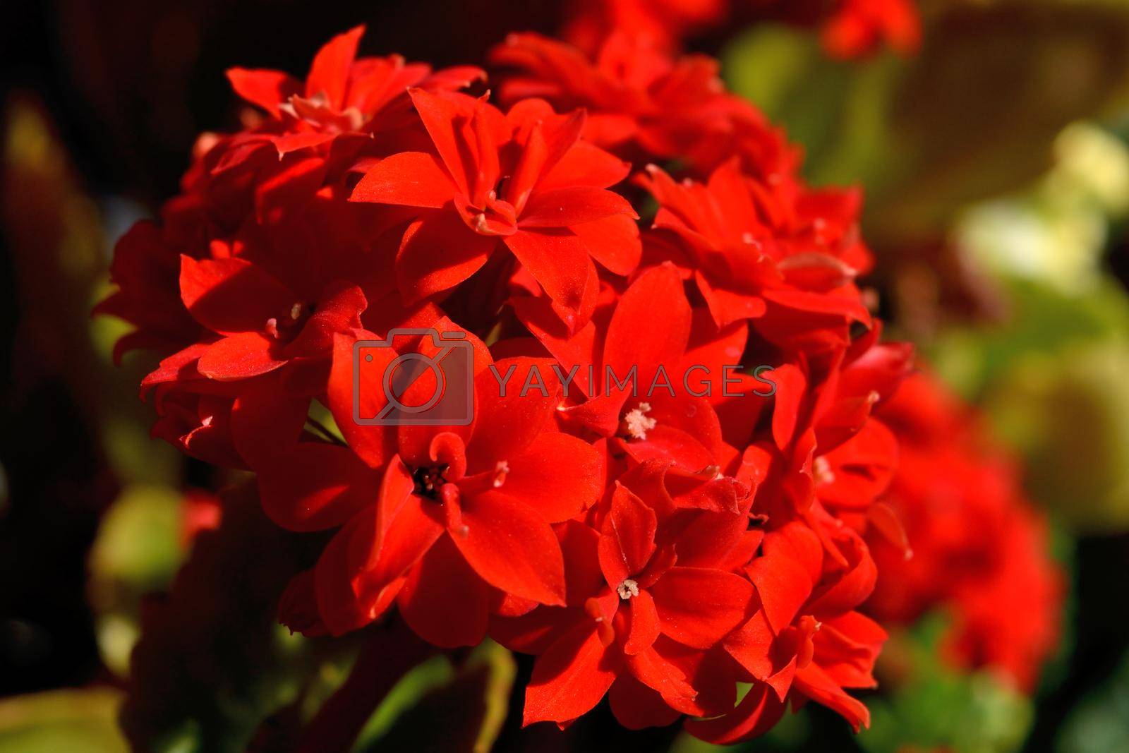 Royalty free image of Closeup of the beautiful flaming katy flowers by silentstock639