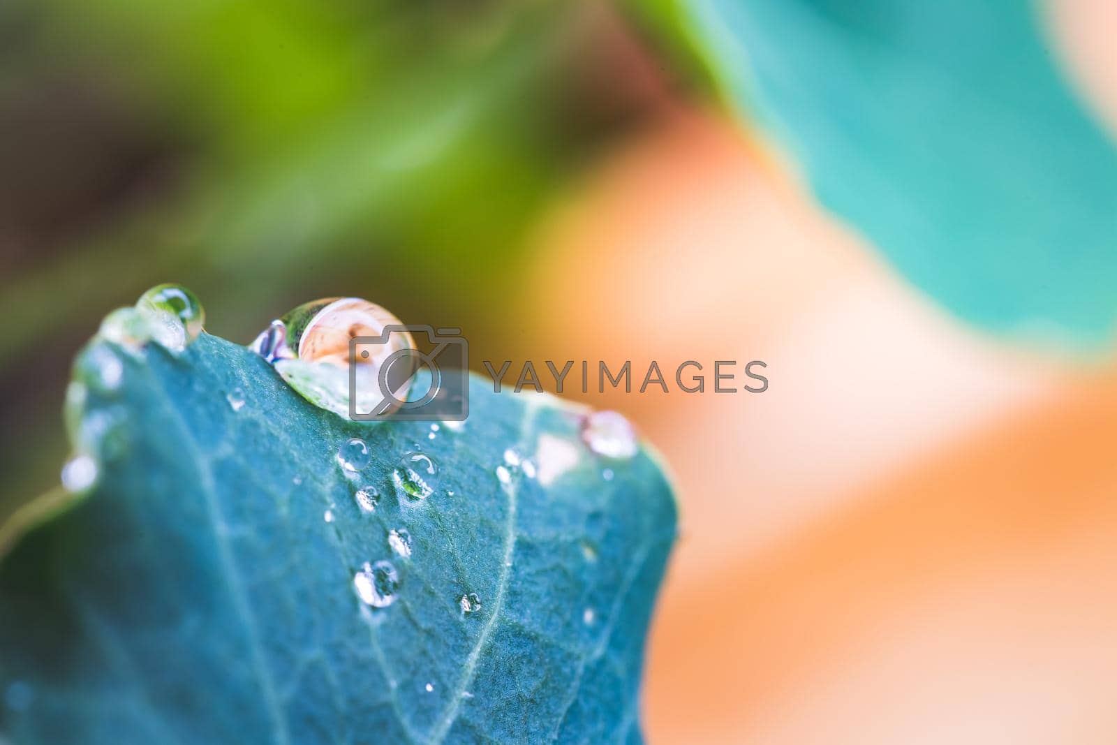 Royalty free image of Environment, freshness and nature concept: Macro of big waterdrops on green leaf after rain. Beautiful leaf texture. by Daxenbichler