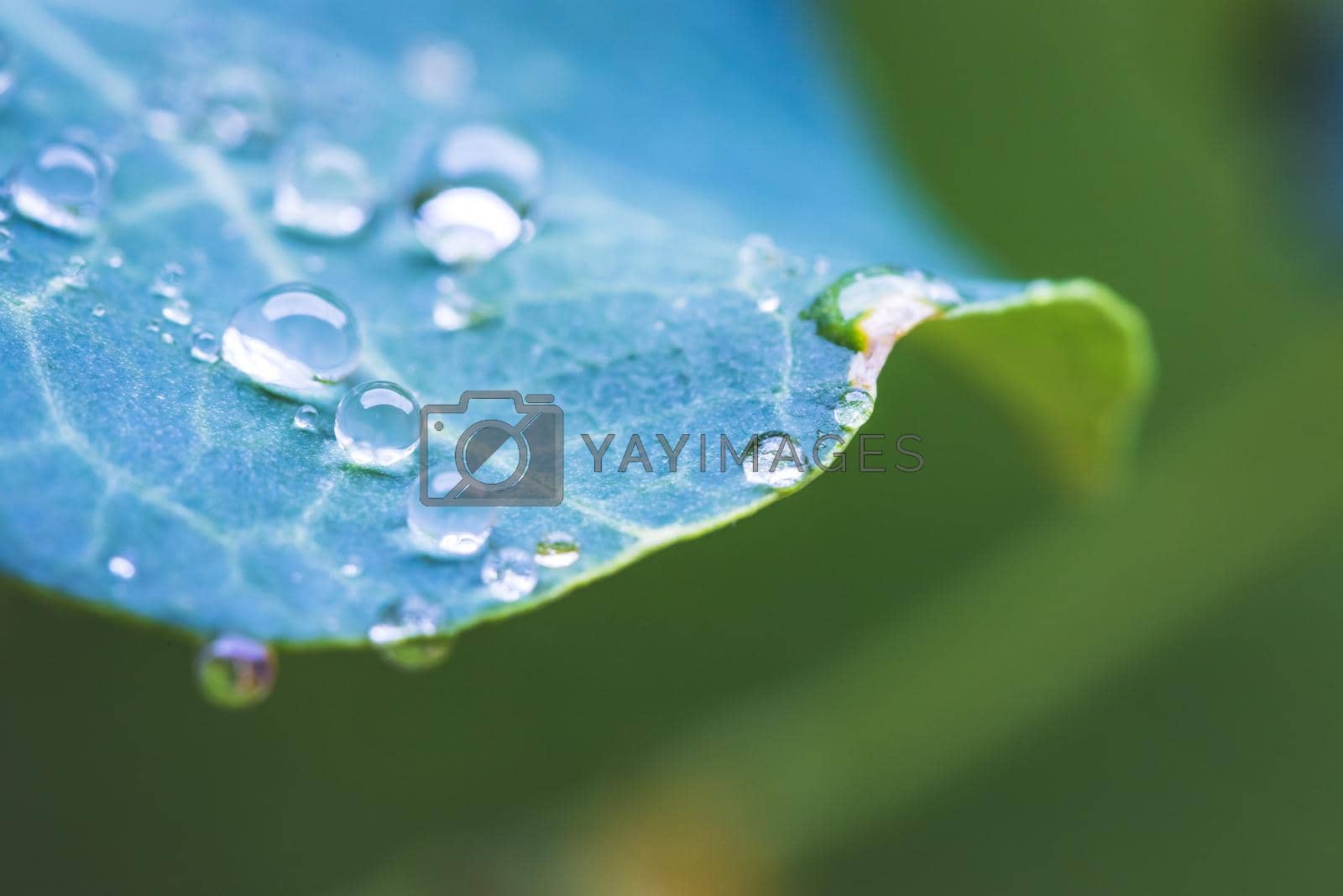 Royalty free image of Environment, freshness and nature concept: Macro of big waterdrops on green leaf after rain. Beautiful leaf texture. by Daxenbichler