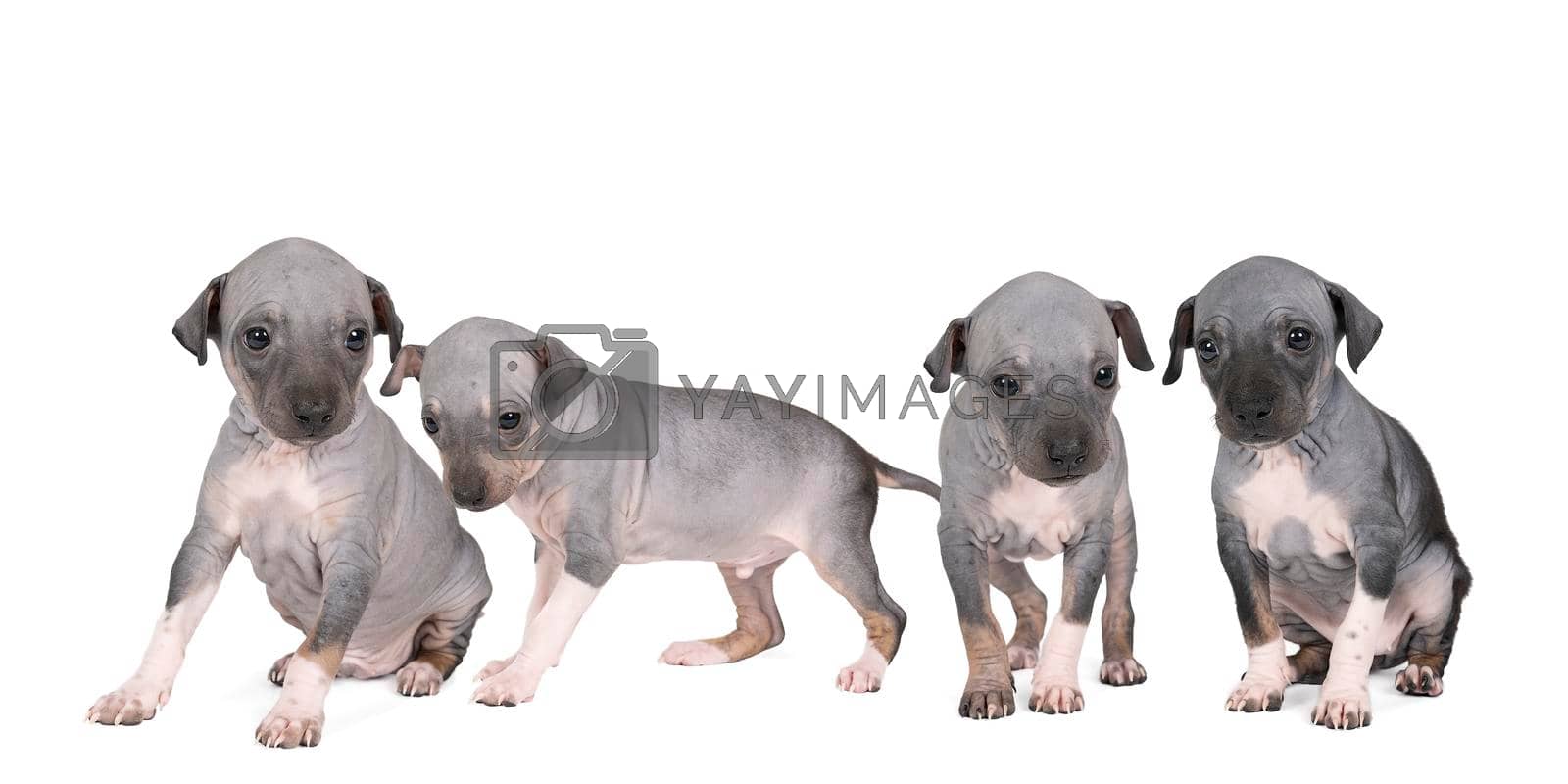 Royalty free image of A panorama of four American Hairless Terrier puppies isolated against white background by LeoniekvanderVliet