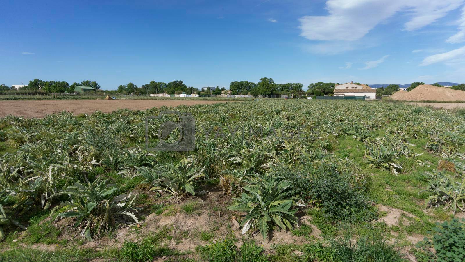 Artichoke plantation on a farm on the outskirts of barcelona in spain