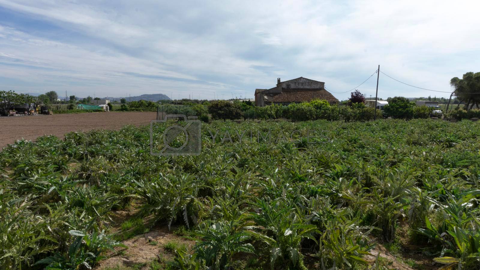 Artichoke plantation on a farm on the outskirts of barcelona in spain