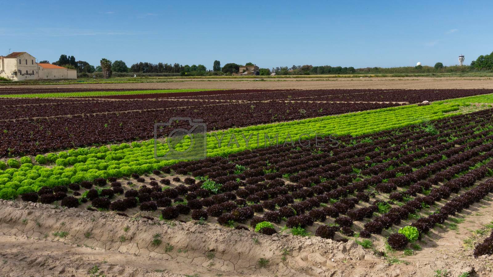 field dedicated to growing vegetables on a farm on the outskirts of Barcelona in Spain