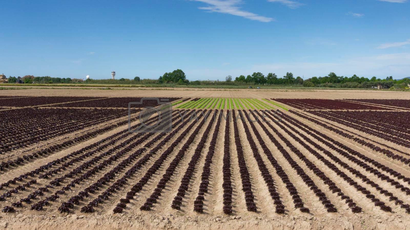 field dedicated to growing vegetables on a farm on the outskirts of Barcelona in Spain
