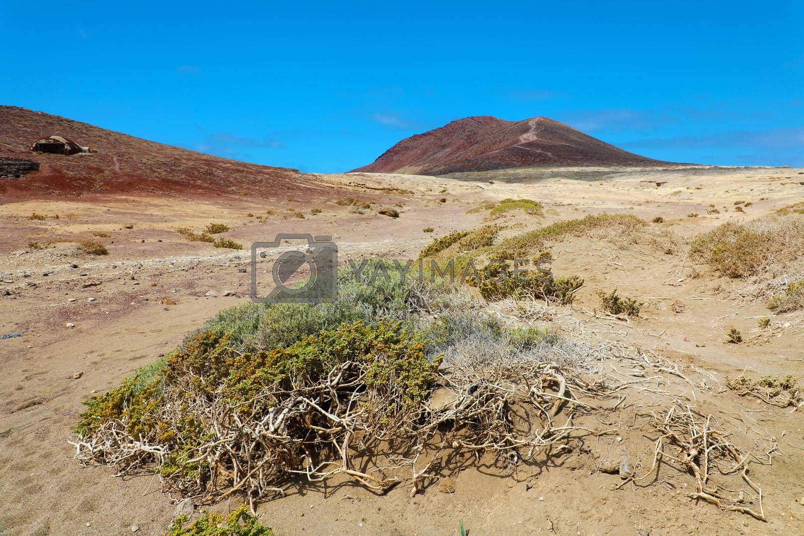 Royalty free image of A view of Montana Roja volcano with vegetation in sand desert of El Medano, Tenerife, Spain by sergio_monti