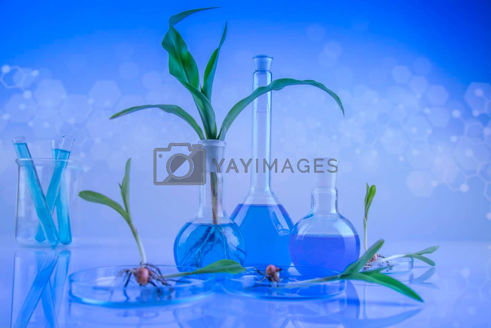 Royalty free image of Biotechnology, Chemical laboratory glassware  by JanPietruszka
