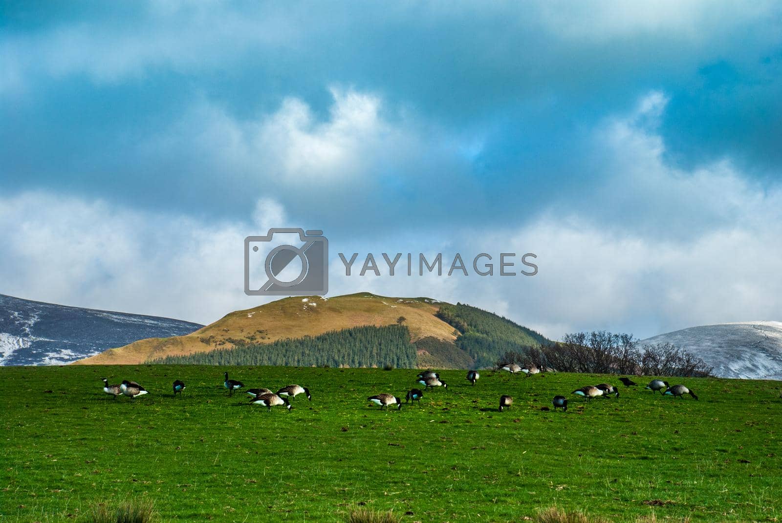 English countryside landscape with ducks on the hillside in lake district
