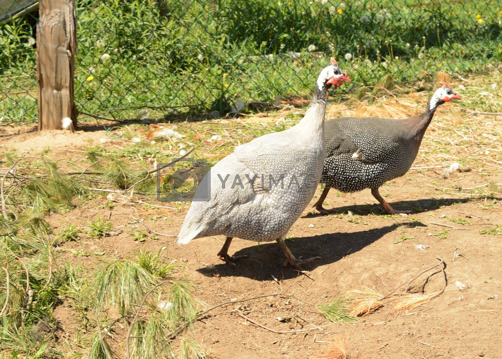 Royalty free image of African Guinea Hens by AlphaBaby