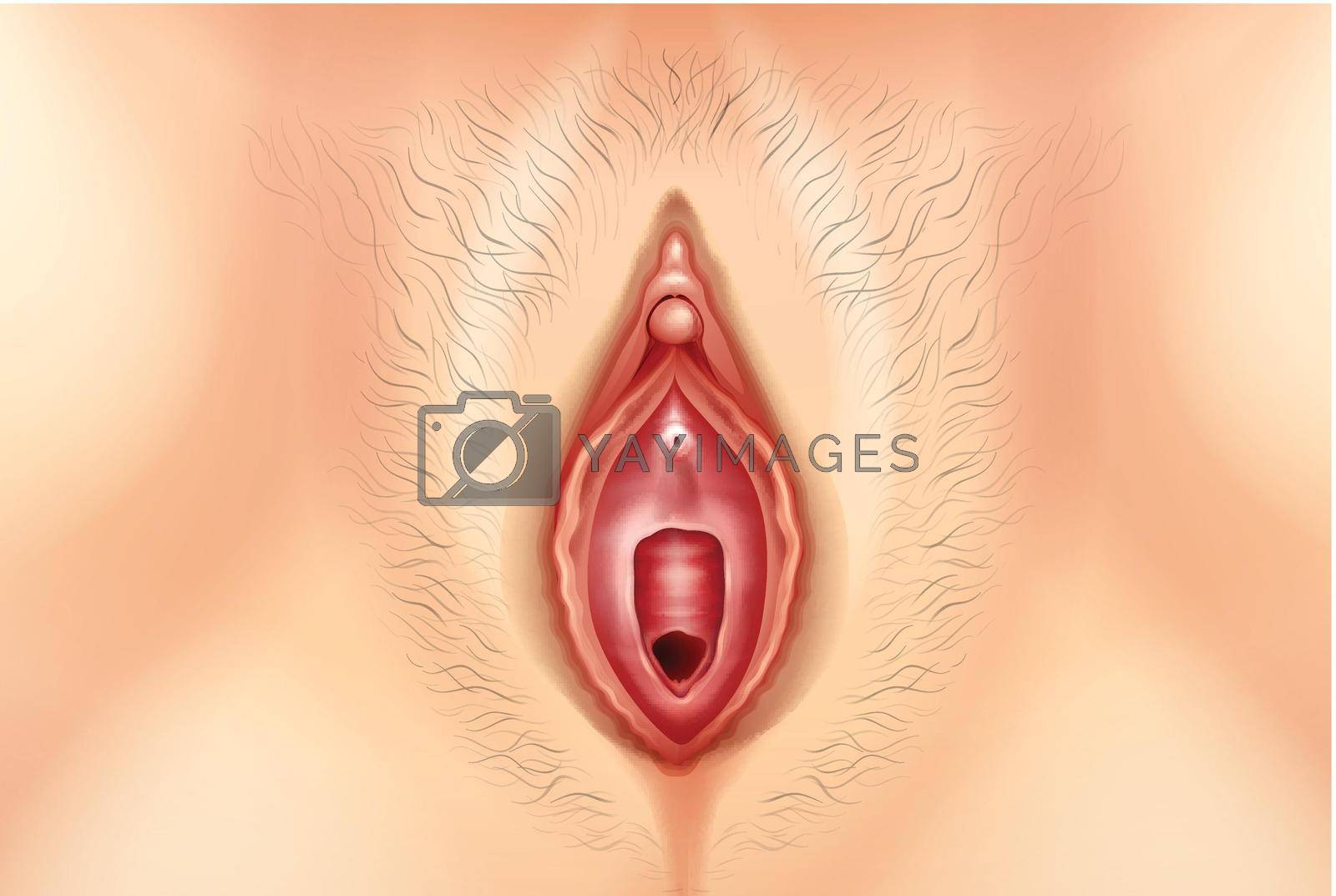 Royalty free image of Human Vagina by iimages