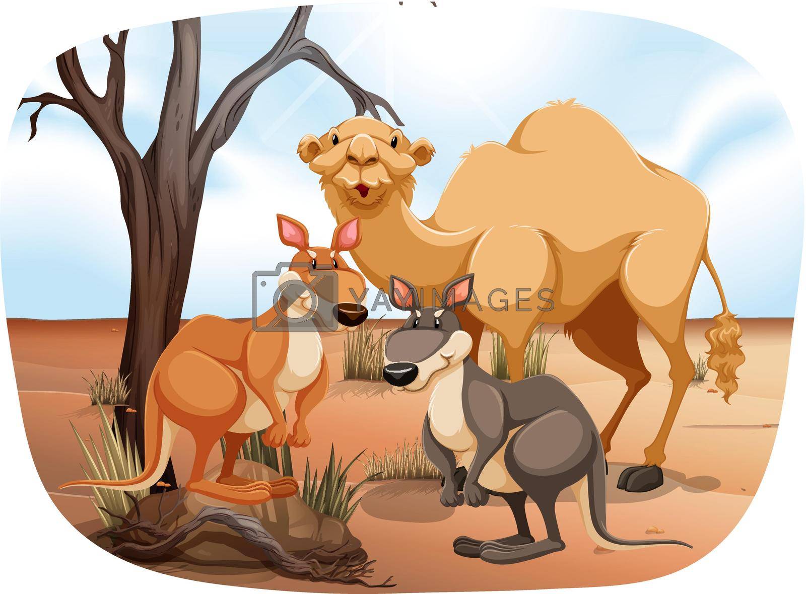 Camel and kangaroos standing in the desert