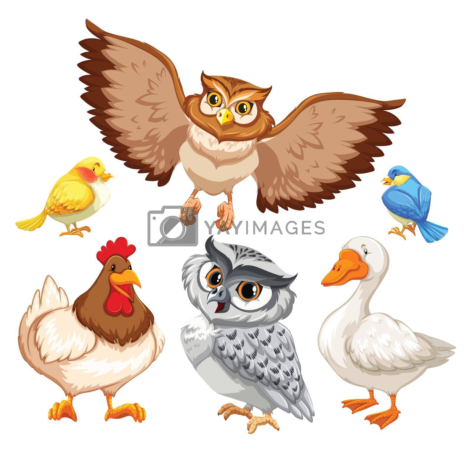 Animals with feahter and beak on white background