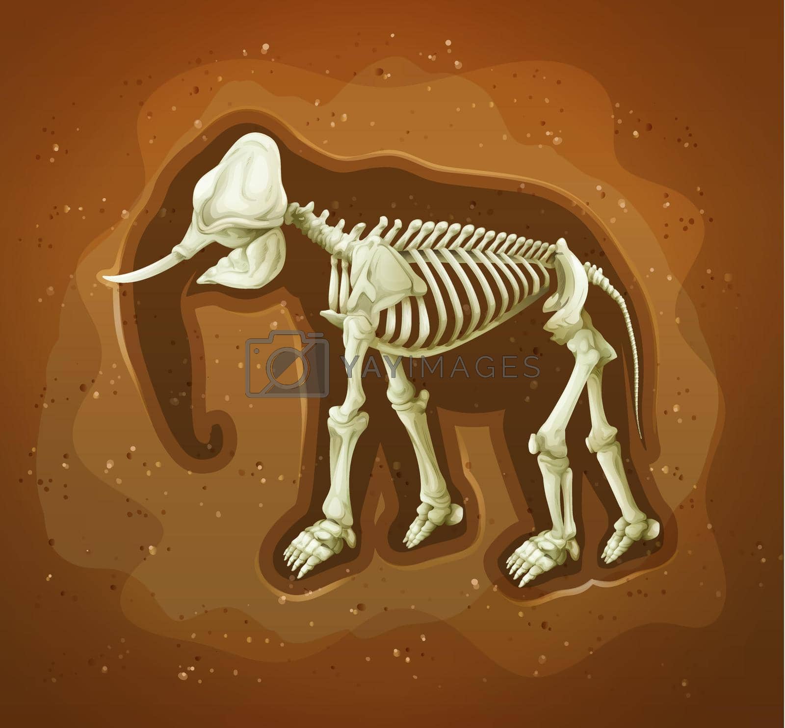 Royalty free image of Fossil of a wooly mamoth by iimages