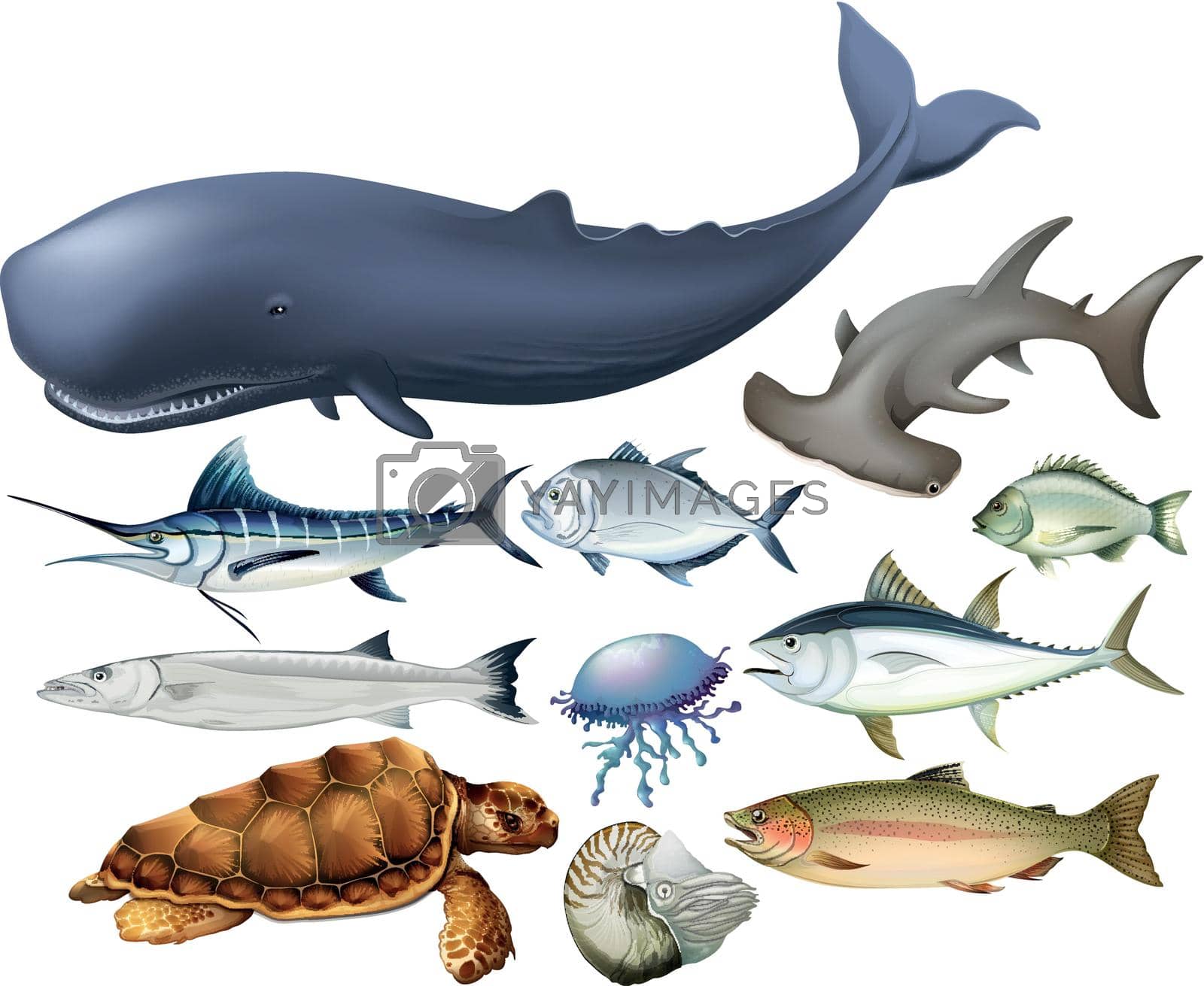 Aquatic animals on white illustration
