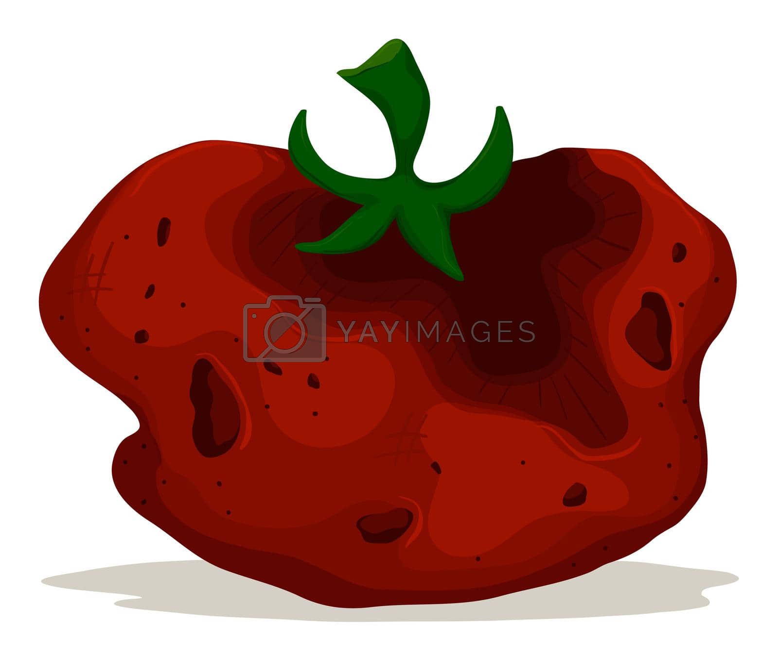Royalty free image of Rotten tomato on white background by iimages