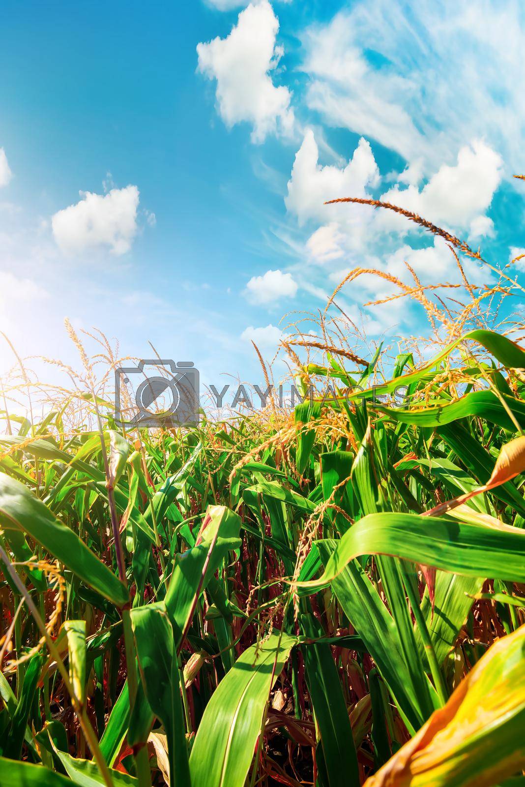 Royalty free image of Field with green corn by Givaga