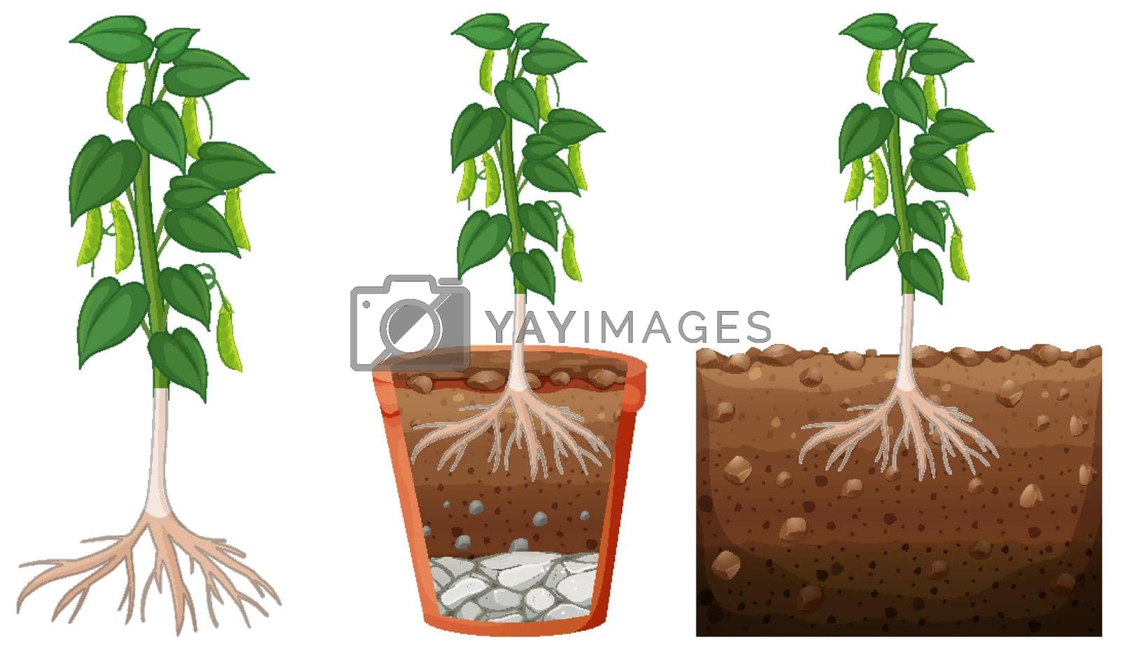 Royalty free image of Set of peapod plant by iimages