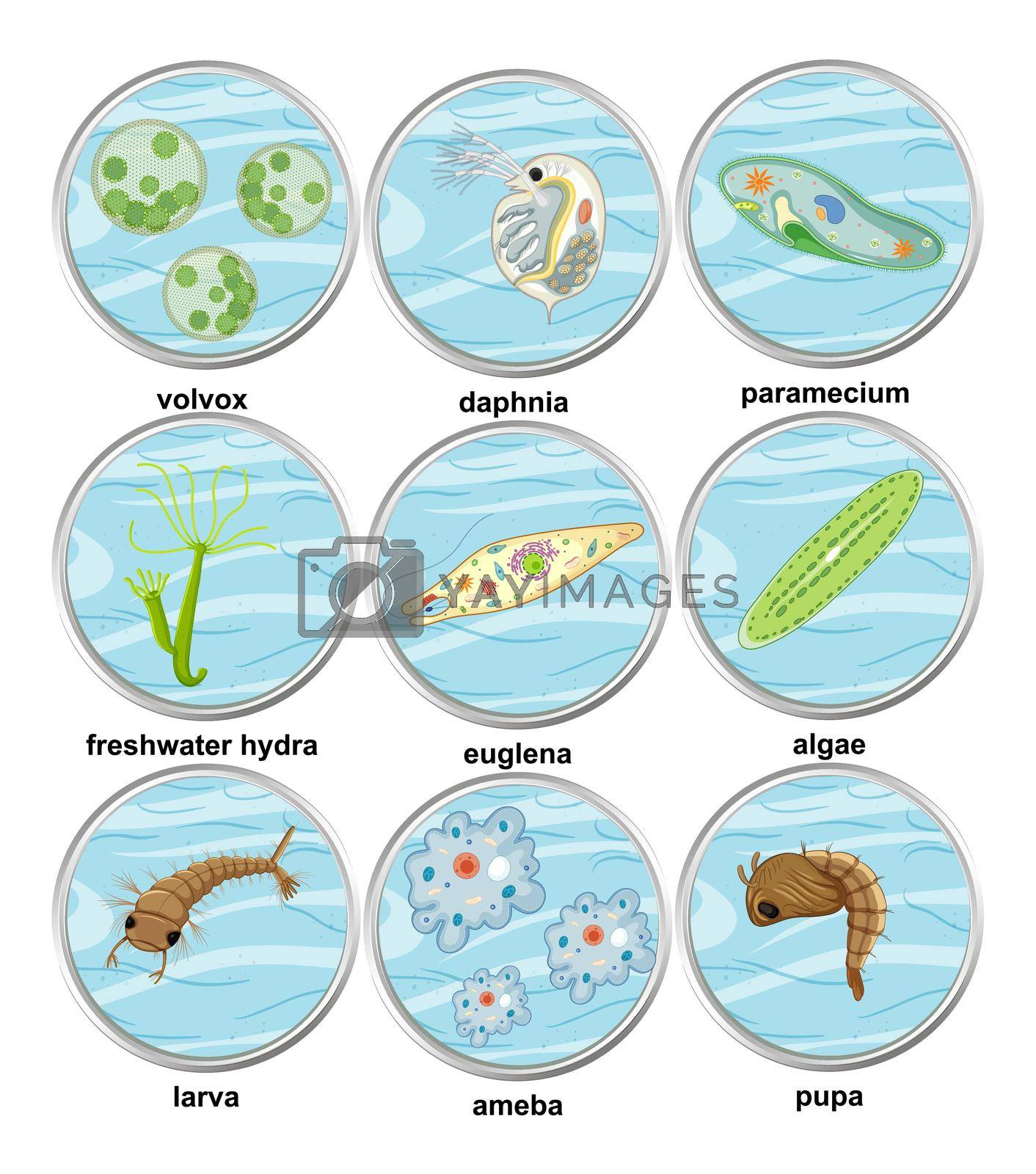 Royalty free image of Set of different types of unicellular organisms by iimages