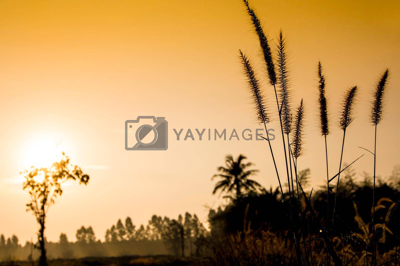 Gold light of sunrise at the countryside in morning