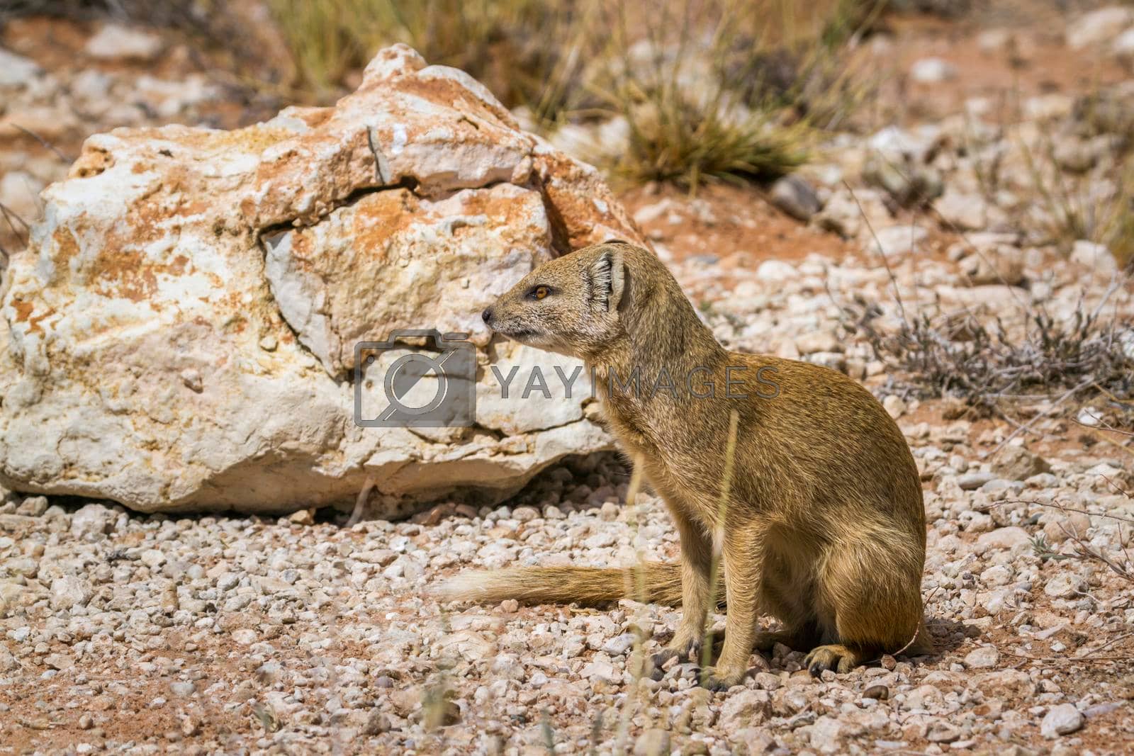 Royalty free image of Yellow mongoose in Kgalagadi transfrontier park, South Africa by PACOCOMO