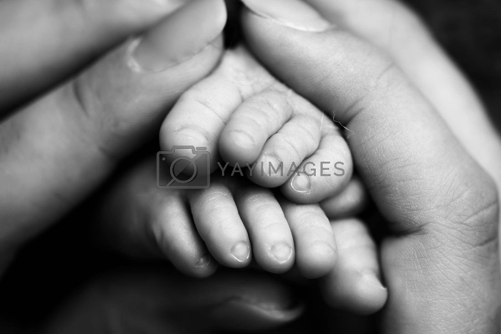 Children's feet in hold hands of mother and father on white. Mother, father and newborn Child. Happy Family people concept. Black and white. High quality photo