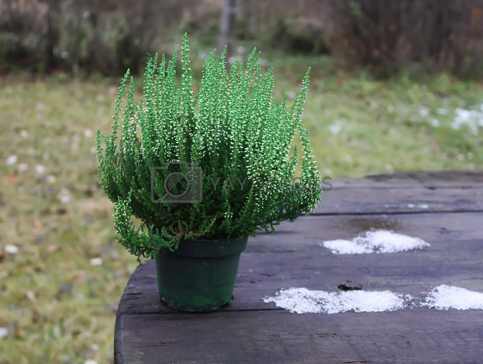 Royalty free image of Pots with young conifer plants by nightlyviolet