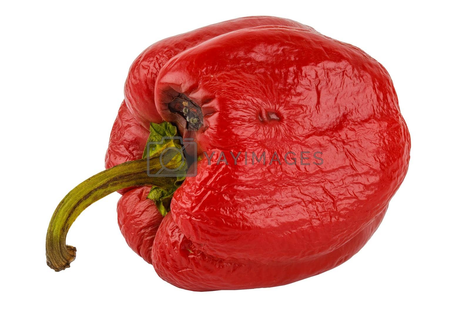 Royalty free image of rotten red bell pepper isolated on white background by z1b