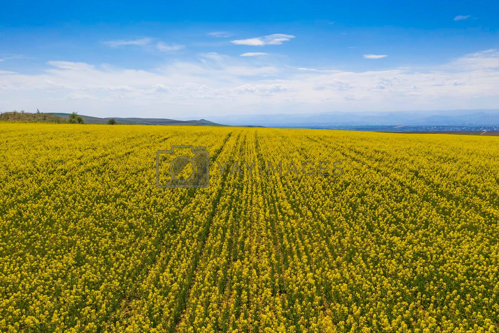 Aerial view of canola field during bloom in a spring landscape